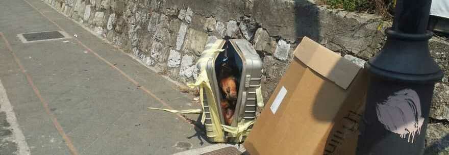 cadavere rottweiler valigia