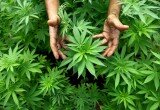 marijuana