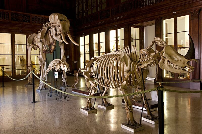 museo zoologico napoli