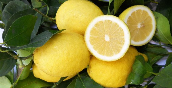 limoni