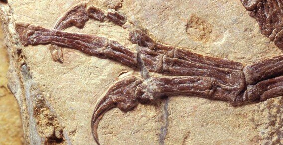 Particolare della mano destra del mitico Ciro, il fossile del primo dinosauro scoperto in Italia
