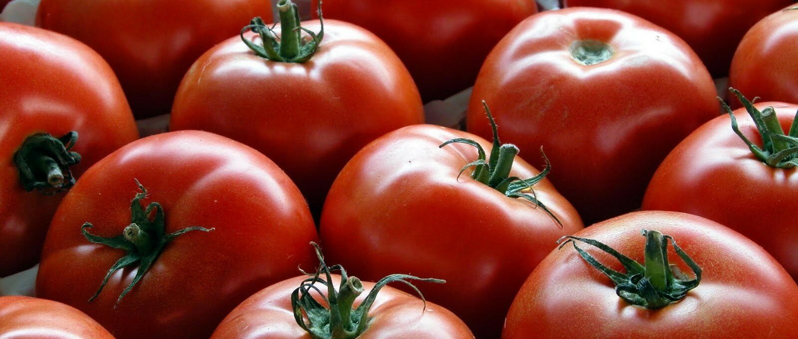 pomodori