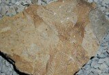 fossili