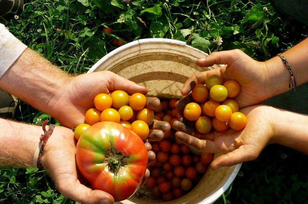 pomodori-bio