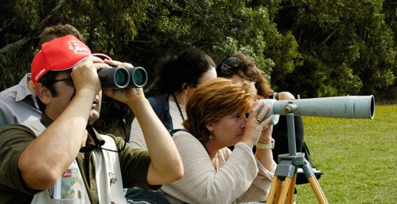 birdwatching