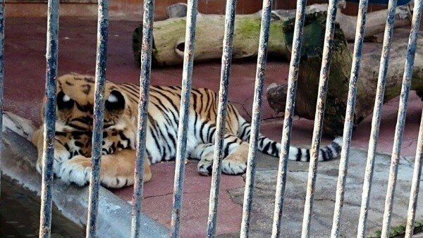 zoo-tigre