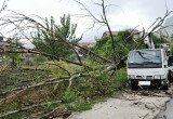albero caduto