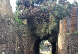 albero cade a Pompei