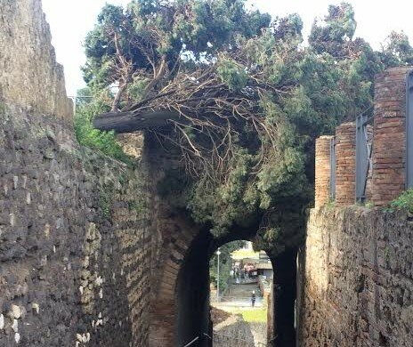 albero cade a Pompei