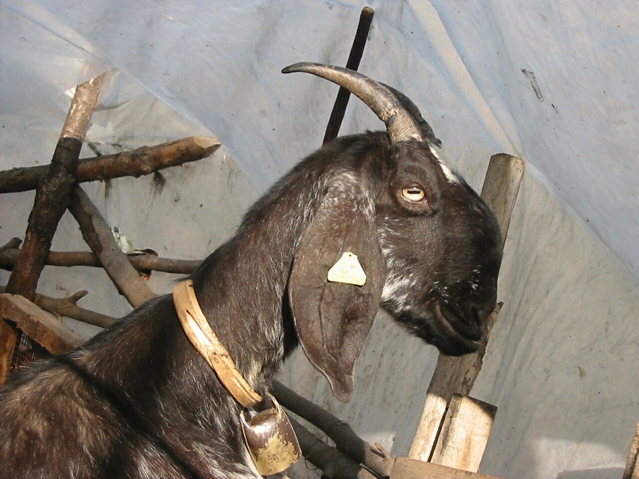 capra napoletana