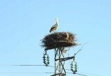 Le cicogne tornano sul traliccio Enel per il ventunesimo anno consecutivo a Sala Consilina