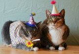 gatto compleanno