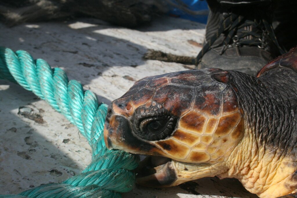 tartaruga caretta caretta