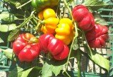 papaccelle gialle e rosse
