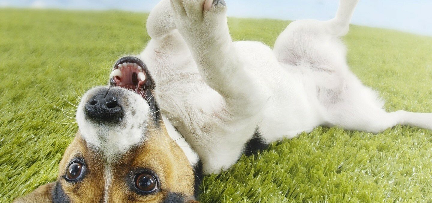 cane buffo