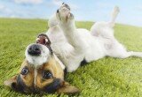 cane buffo