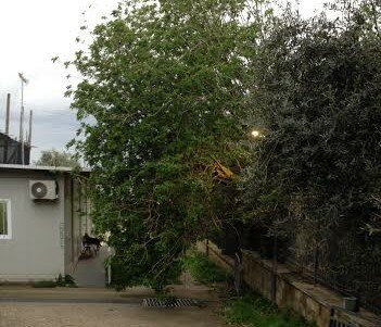 albero caduto Scavi di Stabia