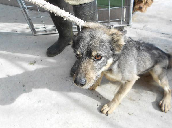 Colore grigio - Taglia piccola - Sesso maschile - Età 5 - Microchip 380260040274194