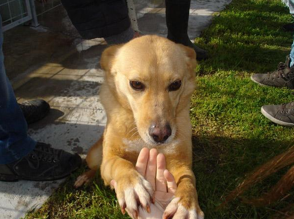 Colore marrone - Taglia piccola - Sesso femminile - Età 13 - Microchip 380260010184065