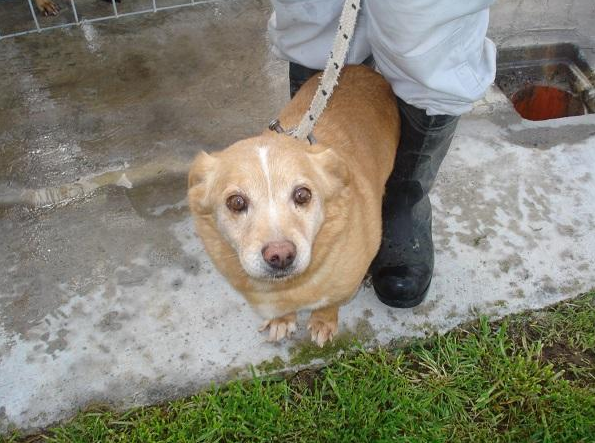 Colore marrone - Taglia piccola - Sesso maschile - Età 10 - Microchip 941000001576354